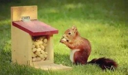 松鼠爱坚果新闻爆料,揭秘松鼠对坚果的疯狂热爱